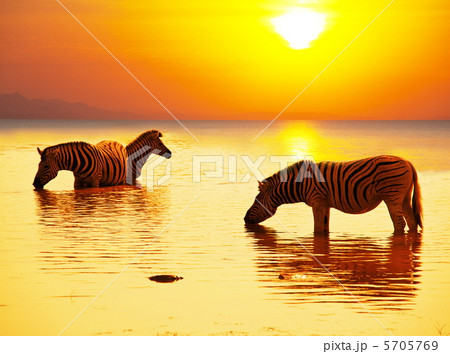 Zebras 5705769