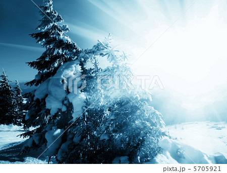 Frozen trees in sunny 5705921