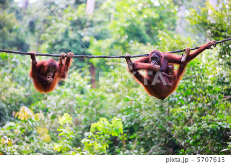 Orangutans from Sabah in Malaysian Borneo 5707613