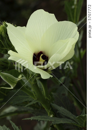 オクラの花 オクラの花 5707772