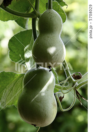 ひょうたん 5708029