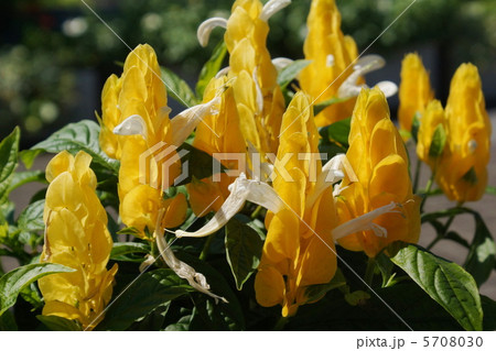 パキスタス・ルテア　花 5708030