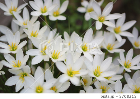 タマスダレ 5708215