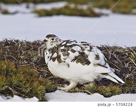 ライチョウ　メス 5708228