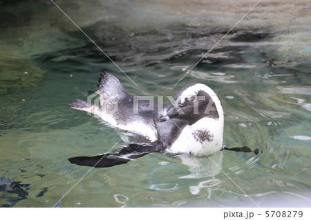 ケープペンギン 5708279