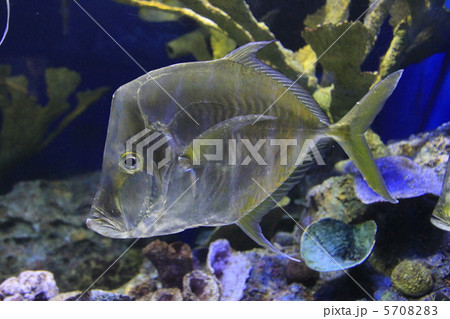 ルックダウン 5708283