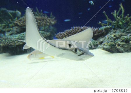 トビエイ 5708315