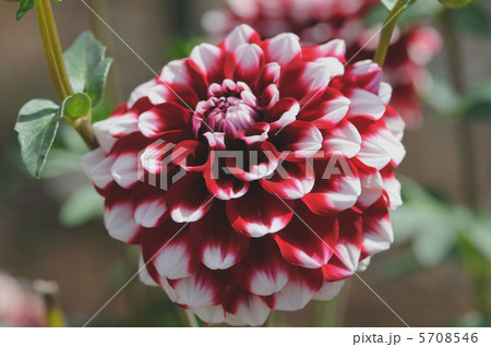 ダリア チェッカーズ ダリア チェッカーズ 5708546