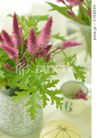 ケイトウ ケイトウ 5708604