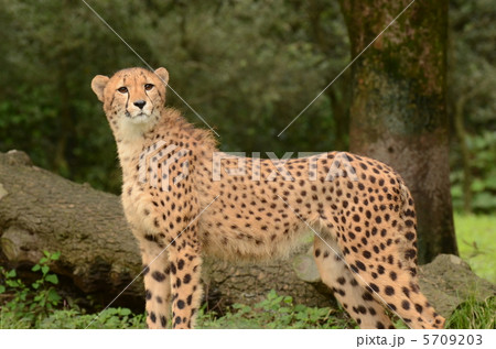 チーター_28 チーター_28 5709203
