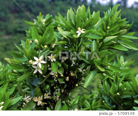 蜜柑の花 5709539