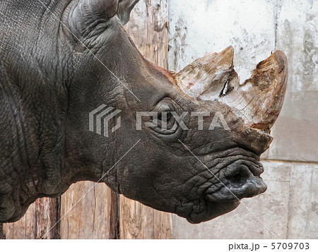 サイの横顔 5709703