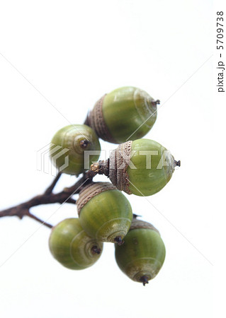 ドングリ 5709738