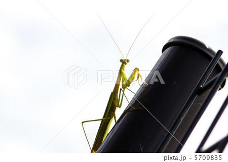 カマキリ 5709835