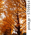 紅葉 5709914
