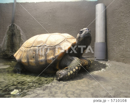 リクガメ 5710108