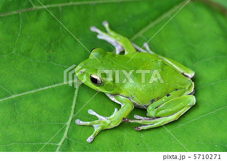 シュレーゲルアオガエル 5710271