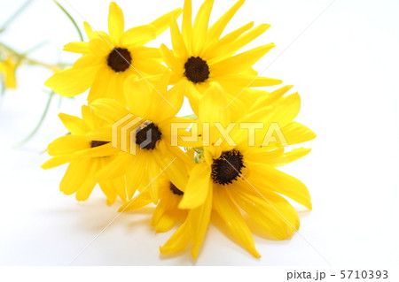 秋の花　ヘリアンサス 5710393