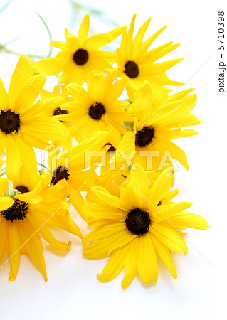 秋の花 ヘリアンサス 秋の花 ヘリアンサス 5710398