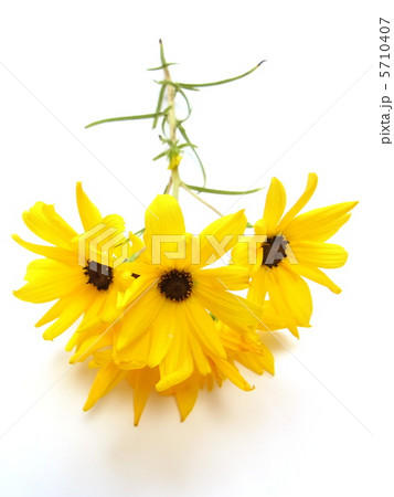 秋の花 ヘリアンサス 秋の花 ヘリアンサス 5710407