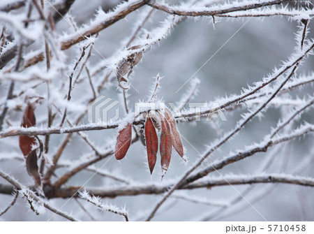Leafs and rime frost. Piedmont, Northern Italy. 5710458