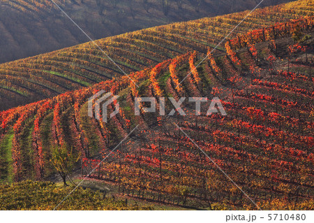 Multicolored vineyards at fall. Piedmont, Northern Italy. 5710480