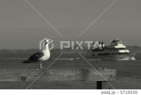 Seagull sitting on wooden fence on Pier 39. 5710530