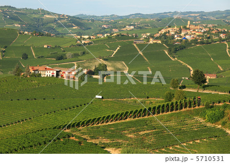 View on vineyards in northern Italy. 5710531