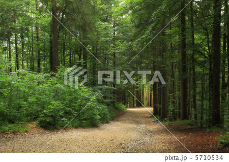 Green forest in Germany. 5710534