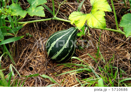 ペボカボチャの成長 ヒョウタン形のカボチャ ペボカボチャの成長 ヒョウタン形のカボチャ 5710686