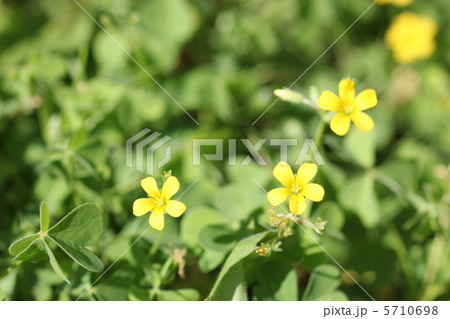 カタバミの花 カタバミの花 5710698