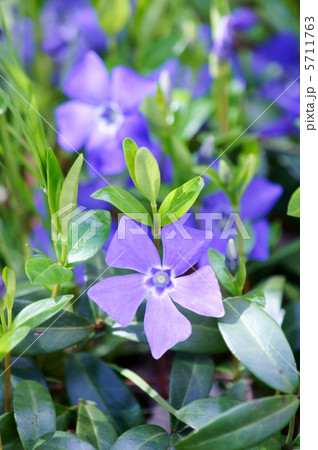 ビンカ　和名は蔓日日草 5711763