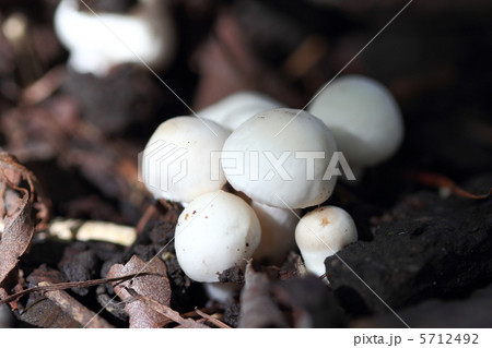きのこ きのこ 5712492