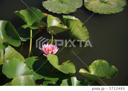 はす はす 5712493