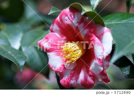 花椿　絞りが魅力的でしょ? 5712690