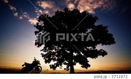 朝焼けと木とバイク 朝焼けと木とバイク 5712872