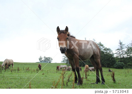 道産子 道産子 5713043