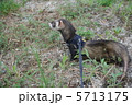 散歩 5713175