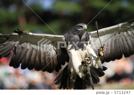 ワシノスリ 5713247