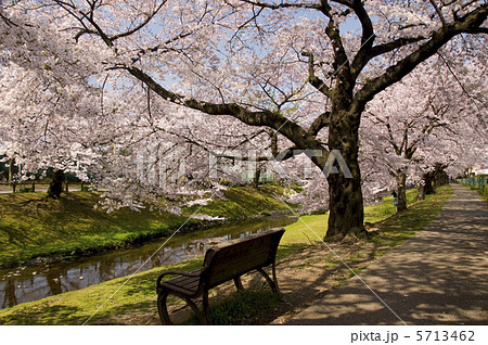 桜並木２ 5713462