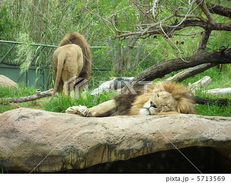 ライオン 5713569
