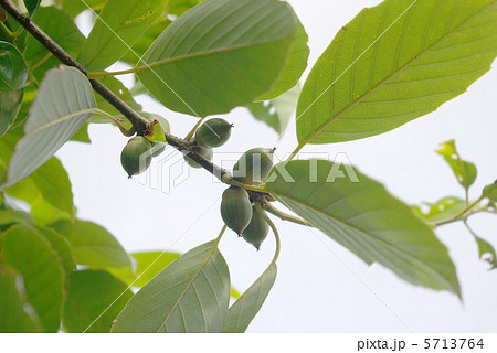樫の実 5713764