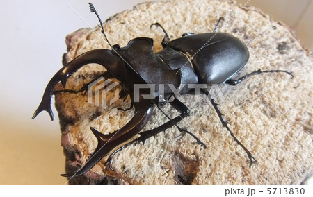 ヨーロッパ ジュダイクスミヤマ 5713830