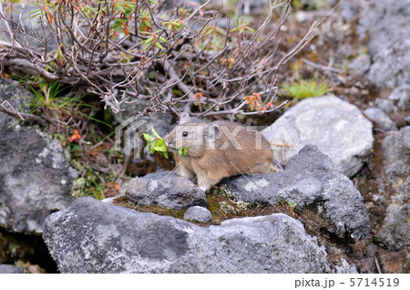 エゾナキウサギ 5714519