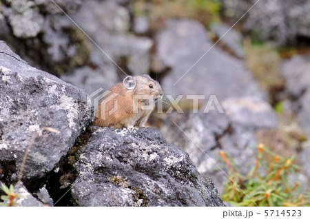 エゾナキウサギ 5714523