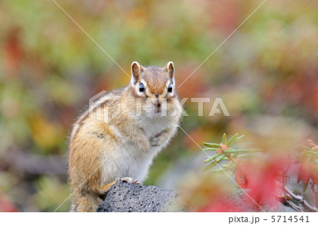 エゾシマリス エゾシマリス 5714541