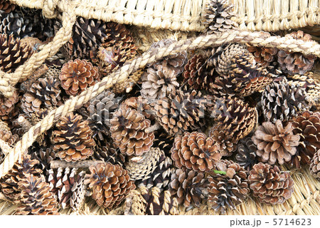 松ぼっくり 5714623