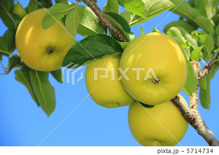 シナノゴールド 5714734