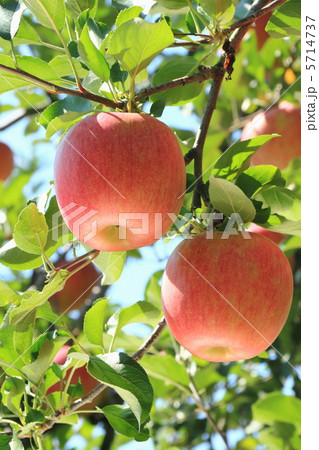 フジ フジ 5714737