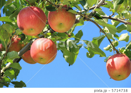 フジ フジ 5714738